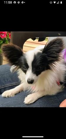 Toy Papillon Puppies Fully Vetted - Photo 4
