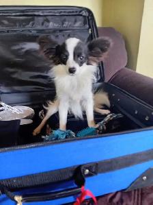 Toy Papillon Puppies Fully Vetted - Photo 5
