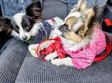 Toy Papillon Puppies Fully Vetted - Photo 6