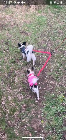 Toy Papillon Puppies Fully Vetted - Photo 7