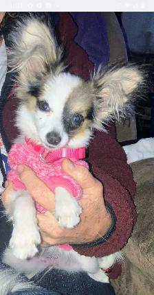 Toy Papillon Puppies Fully Vetted - Photo 8