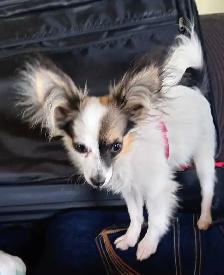 Toy Papillon Puppies Fully Vetted - Photo 9