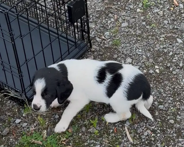 Puppy