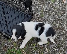 Puppy