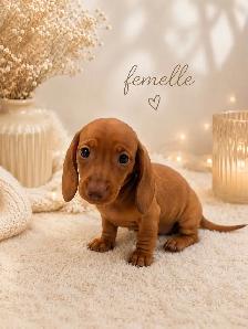 Chiots Teckels Miniatures