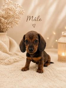 Chiots Teckels Miniatures - Photo 2