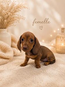 Chiots Teckels Miniatures - Photo 3