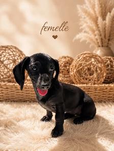 Chiots Teckels Miniatures - Photo 4