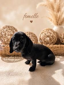 Chiots Teckels Miniatures - Photo 5