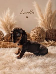 Chiots Teckels Miniatures - Photo 6