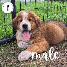 Bernese Mountain Dog Great Pyrenees St Bernard Cross Puppies