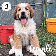 Bernese Mountain Dog Great Pyrenees St Bernard Cross Puppies - Photo 2