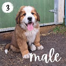 Bernese Mountain Dog Great Pyrenees St Bernard Cross Puppies - Photo 3