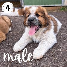 Bernese Mountain Dog Great Pyrenees St Bernard Cross Puppies - Photo 4