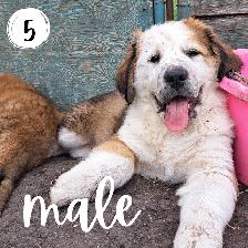 Bernese Mountain Dog Great Pyrenees St Bernard Cross Puppies - Photo 5