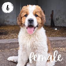 Bernese Mountain Dog Great Pyrenees St Bernard Cross Puppies - Photo 6