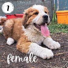 Bernese Mountain Dog Great Pyrenees St Bernard Cross Puppies - Photo 7