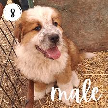 Bernese Mountain Dog Great Pyrenees St Bernard Cross Puppies - Photo 8