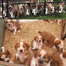 Bernese Mountain Dog Great Pyrenees St Bernard Cross Puppies - Photo 9