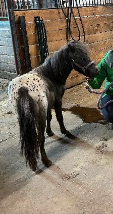 Poney miniature etalon