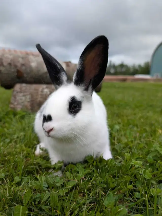 Rabbits for sale