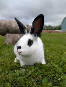 Rabbits for sale