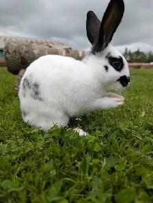 Rabbits for sale - Photo 2