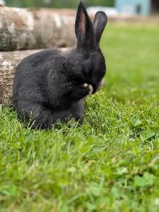 Rabbits for sale - Photo 3