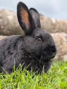 Rabbits for sale - Photo 4