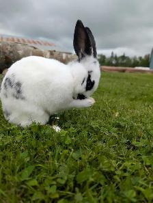Rabbits for sale - Photo 5