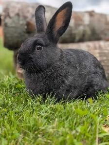 Rabbits for sale - Photo 6