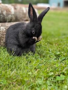 Rabbits for sale - Photo 7