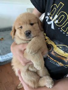 Chiots femelles golden