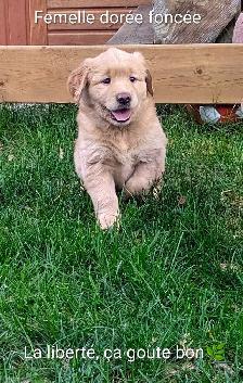 Chiots femelles golden - Photo 2