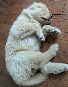 Chiots femelles golden - Photo 3