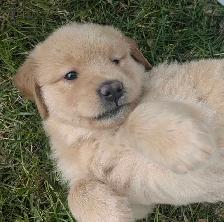 Chiots femelles golden - Photo 4