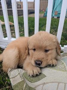 Chiots femelles golden - Photo 5