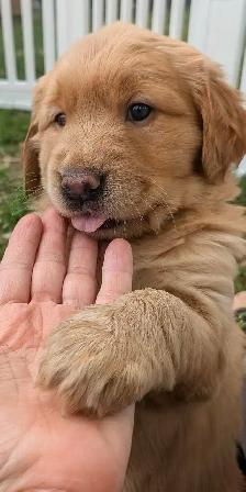 Chiots femelles golden - Photo 6