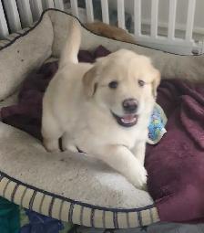Chiots femelles golden - Photo 7