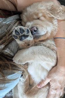 Chiots femelles golden - Photo 8