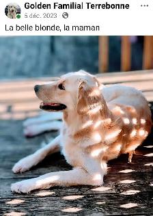 Chiots femelles golden - Photo 9