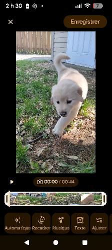 Chiots femelles golden - Photo 10