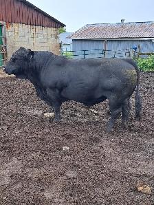 Simmental Bulls