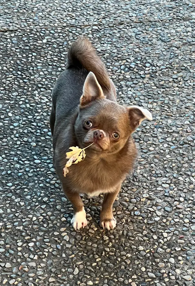 4 year old female spayed chihuahua Russian bloodlines