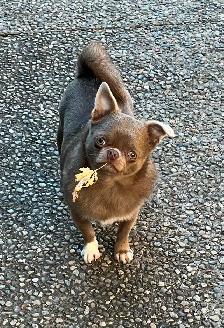 4 year old female spayed chihuahua Russian bloodlines