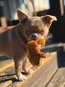 4 year old female spayed chihuahua Russian bloodlines - Photo 2