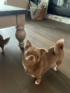 4 year old female spayed chihuahua Russian bloodlines - Photo 3