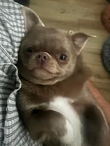4 year old female spayed chihuahua Russian bloodlines - Photo 4