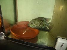 FOR SALE HYBRID TEXAS AND RED MONKEY ( 3 FISH FOR $50 ) - Photo 4