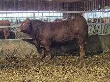 Yearling  Limousin Bulls